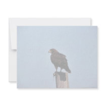 Swainson's Hawk Announcements