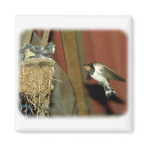 Swallow 8J097D-03 magnets