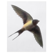 Swallow Clear Full Color Flyer