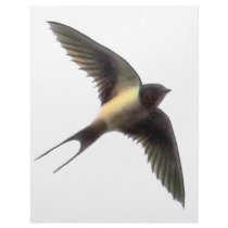 Swallow Clear Personalized Letterhead