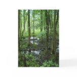 "Swallow Hollow Wetlands + Swamp" Cards