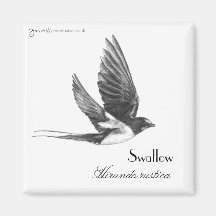 Swallow in flight refrigerator magnets