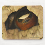 Swallow Mouse Pads