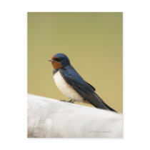 Swallow on a Wooden Ledge Postcards