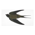 Swallow photo cards