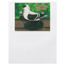 Swallow Pigeon:  Saxon flyers