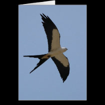 Swallow Tail Kite cards