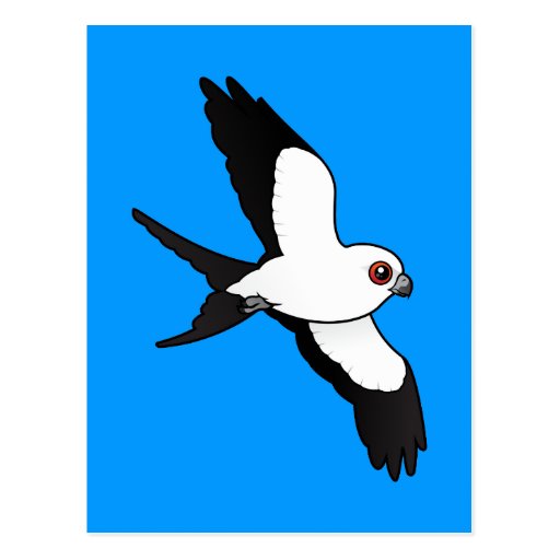 Swallow-tailed Kite in flight Post Cards