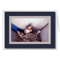 swallows cards