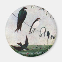 Swallows on a Power Line Fridge Magnets