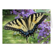 Swallowtail 94 ~ card