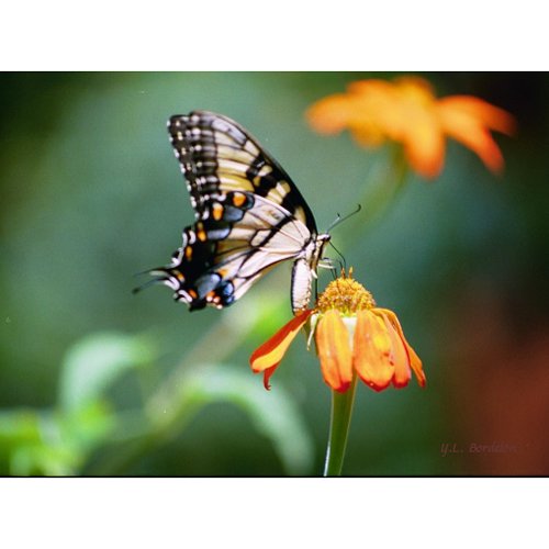 Swallowtail and Tithonia Postcard postcard