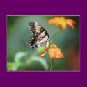 Swallowtail and Tithonia Postcard