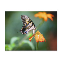 Swallowtail and Tithonia Postcard