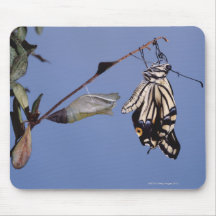Swallowtail butterfly after metamorphosis mousepads