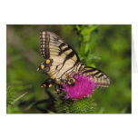 Swallowtail Butterfly and Bee on a Flower. Greeting Card