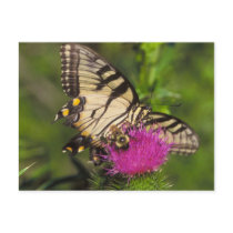 Swallowtail Butterfly and Bee on a Flower. Postcard
