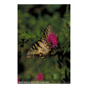 Swallowtail Butterfly and Bee posters
