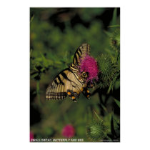 Swallowtail Butterfly and Bee posters