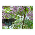 Swallowtail Butterfly and Lilac Bush posters by Shadowchaser Swallowtail Butterfly and Lilac Bush posters