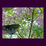 Swallowtail Butterfly and Lilac Bush