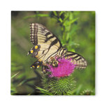 Swallowtail Butterfly & Bee on thistle Magnets
