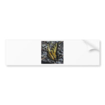 Swallowtail Butterfly Bumper Sticker