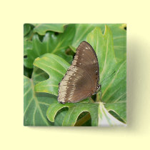 Swallowtail butterfly buttons