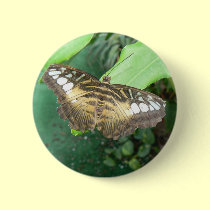 Swallowtail butterfly buttons
