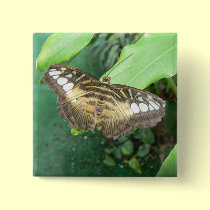 Swallowtail butterfly buttons