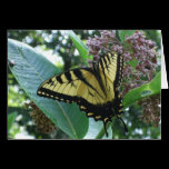 Swallowtail Butterfly Card