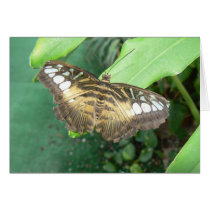 Swallowtail butterfly cards