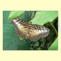 Swallowtail butterfly cards