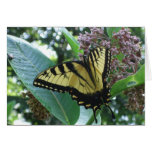 Swallowtail Butterfly Card
