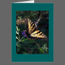 Swallowtail Butterfly Card cards
