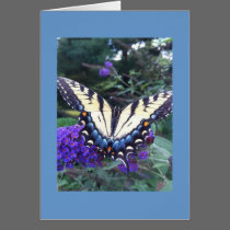 Swallowtail Butterfly Card 2 cards
