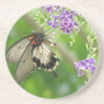 Swallowtail Butterfly Coaster