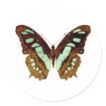 Swallowtail Butterfly Drawing Stickers