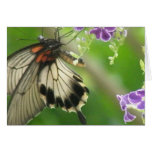 Swallowtail Butterfly Greeting Card