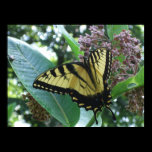 Swallowtail Butterfly I Print