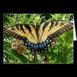 Swallowtail Butterfly II Card