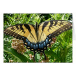 Swallowtail Butterfly II Card
