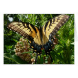 Swallowtail Butterfly III Card