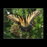 Swallowtail Butterfly III Postcard