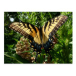 Swallowtail Butterfly III Postcard