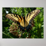 Swallowtail Butterfly III Print
