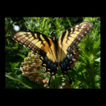 Swallowtail Butterfly III Print