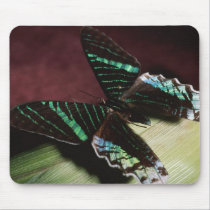Swallowtail Butterfly Mousepad