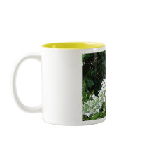 Swallowtail Butterfly mugs