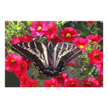 Swallowtail Butterfly on Flowers Photo Print